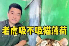 你们想看的老虎遇见猫薄荷，来了！视频封面