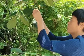 柿子叶做酵素有什么作用你知道吗？ #柿子叶的功效与作用