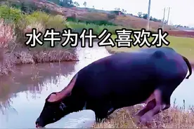#水牛潜水 #水牛为什么喜欢水