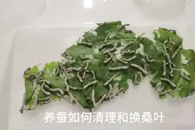 养蚕 #三年级下册科学#养蚕#如何清理#换桑叶视频封面