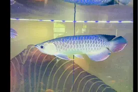 钓鱼偶遇民航飞机超低空飞行，据说龙的传人可以看到龍视频封面