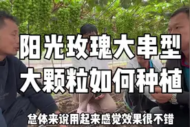 阳光玫瑰大串型大颗粒如何种植？#阳光玫瑰葡萄种植 #农业种植