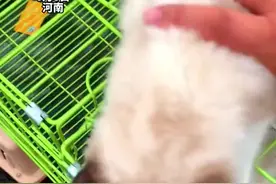 6月8日，河南。男子买猫砍价被大爷怒怼“我是收摊又不是倒闭”，猫咪：放我下来 不要影响我去富贵人家#猫咪 #布偶猫 #萌宠视频封面