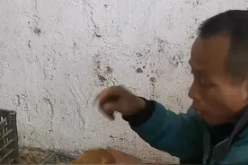 #实战猎犬 #猫 #怎么挑抓老鼠的猫#猫猫幼崽 #狸花猫，怎么挑抓老鼠的猫，下集