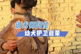 从小给狗狗输入保护主人的意识#马犬 #护卫犬 #训犬教程 #狗狗训练技巧 #小狗狗怎么训练视频封面