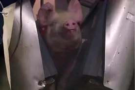 电击生猪屠宰全过程，你肯定没有见过杀猪的方式，一起来看看！