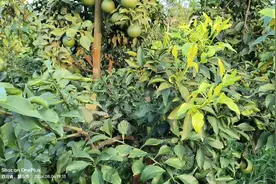 打青苔啦！打青苔啦！8月打青苔推荐乙蒜素+甲基托布津