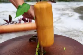 紫苏梗就是唇形科植物紫苏的茎杆。#植物科普 #dou来广东百千万 #我的乡村生活