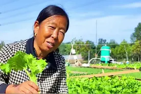 十月能种的蔬菜 进入十月份能种的蔬菜有哪些#国庆 #蔬菜种植 #生菜杨姐 #每天分享蔬菜种植技巧 #三农 @DOU+小助手