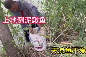 上地倒泥鳅鱼，天是真凉快，泥鳅鱼都不爱动，整鱼也快收尾了