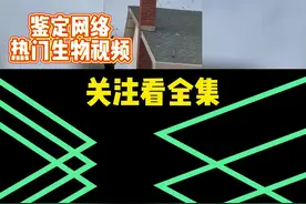 你见过爱钻烟囱的鸟吗？烟囱雨燕了解一下@满桌-吉祥 #鉴定抖音热门生物视频 #科普 #动物视频封面