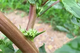 这种梗上带刺的植物叫刺苋，你认识吗？#植物科普 #三农 #我的乡村生活视频封面