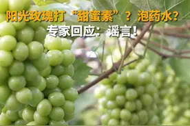 阳光玫瑰葡萄泡“药水”、打甜蜜素？专家回应：丰收的时候传播这种谣言，对农民一年的付出有很大影响！视频封面