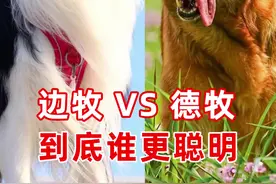 边牧vs德牧 到底谁更聪明#德牧#德国牧羊犬 #科学养宠攻略 #平背德牧#西德