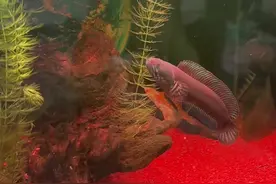 #雷龙鱼 卷起来代表着快要繁殖成功了#雷龙鱼繁殖