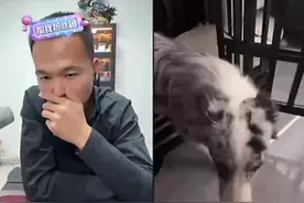 给潘哥吓冒汗了 #潘宏 #直播录屏分享 #潘宏训狗名场面大赏