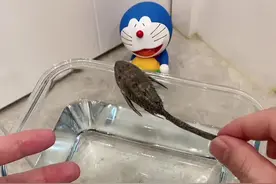 #测评 这也太神奇了吧！