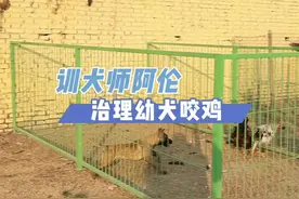 如何整治狗咬鸡#训犬 #训犬教程 #马犬幼犬 #训狗经验分享 #狗