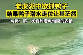 老虎湖中欲抓鸭子，结果鸭子潜水走位让其茫然…视频封面