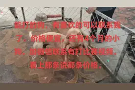 #狗狗一直摇尾巴应该代表它很享受这种节奏🐕