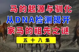 马的起源与驯化：从DNA检测揭开家马的祖先之谜 #马 #蒙古马视频封面
