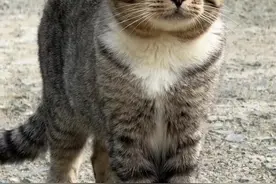 分享科普我国各地10种本土猫，你觉得那一种最上镜？ #猫咪