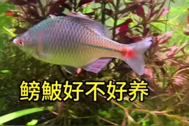 鳑鮍好不好养？#水族 #观赏鱼 #养鱼日志 #鳑鲏 #玻璃中的大自然视频封面