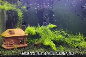 观赏鱼缸什么时候加盐及加盐注意事项 #观赏鱼 #水族 #养鱼日记视频封面