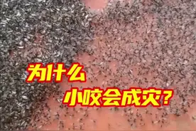 小咬为什么会泛滥成灾？小咬为什么会突然增多？那应该怎样防治呢？#内容启发搜索 #人文星闪耀计划 #小咬 #科普 #万物可爱计划
