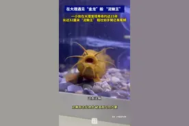 在大理遇见“金龙”般 “泥鳅王”！一小伙在大理发现寿命约达15年，长达32厘米“泥鳅王” 粗壮如手臂已有尾鳞。“泥鳅有志化神龙 破茧脱凡向九重”#在大理爱上生活 #风花雪月爱在大理 #奇观 #泥鳅视频封面