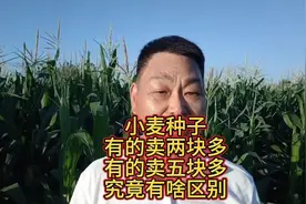 小麦种子，有的卖两块多，有的卖五块多，究竟有啥区别 #上热门视频封面