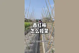 西红柿架子怎么搭 视频封面