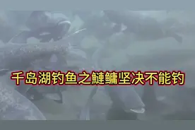 千岛湖钓鱼鰱鳙不能钓 要来千岛湖钓鱼的兄弟们
