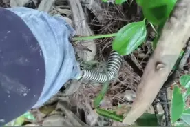 在八公里被捕兽夹夹住了，遭夹了20几分钟，我网上搜方法把它打开了，如果等消防员来解开起码40分钟以后了，(因为我解开了一会消防员才到山下，爬上山需要时间吧，解开也需要时间吧)，那不敢想象将会造成什么严重的后果，这些放捕兽夹的人真是可恶。而且那个坑里面还有一个捕兽夹，我只踩到了一个。这个捕兽夹还是挖了很深的坑埋的，别人都是很浅，夹就夹住脚，可以脱鞋得救，这个人就不样了，想把人搞残疾，搞到截肢吗。我打120去医院看了，还好骨头没骨折，但是肌肉有没有坏死还得观察几天。这些放捕兽夹的人真是可恶。另外猎捕野生动物也是犯法的@重庆发布 @重庆天天630 @平安重庆 @重庆观察 @重庆电视台社会与法频道 @重庆日报 @今日重庆