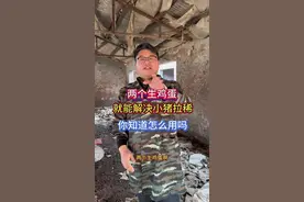 两个生鸡蛋，就能解决小猪拉稀的问题，你知道怎么用吗#母猪 #小猪 #自繁自养母猪 #所有养猪人 #养猪人不容易视频封面