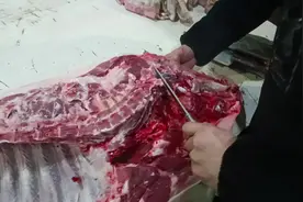 沉浸式剃血脖子肉（槽头肉）#猪肉分割技巧 #学剔骨 #重庆黔江