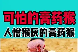 可怕的膏药猴，人憎猴厌的膏药猴#猴子 #动物 #搞笑动物#膏药猴#神奇动物在抖音