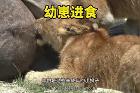 小狮子非常懂吃 #狮子进食#狮子捕猎#野生动物视频封面
