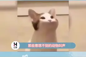 每一种动物的叫声都好特别，尤其是海象！