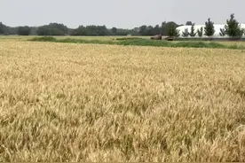 河北省邢台市平乡县罗成点将台 #历史 #历史古迹 #文物古迹 #遗址 #平乡视频封面