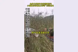 野外快速诱蜂技术，利用小蜜蜂冲群的原理一天可以收多群小蜜蜂 野外巅峰收蜂技术，利用小蜜蜂冲群的原理，让小蜜蜂自己带着蜂王乖乖飞到我身边，缺蜜的季节一天可以收10多群。#我是养蜂人#户外找蜂 #野外快速诱蜂秘诀#农村创业养殖 #抖音新农人 #野外巅峰收蜂法视频封面