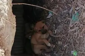 后续！被孩子们虐至四条腿都骨折然后扔到桥洞里饿的皮包骨头的小狗，救回来已经八天了，毛孩子活下来了，医生说因为牠太小所以不宜手术，保守治疗让牠慢慢自愈，心痛牠的遭遇，感慨牠的幸运，孩子，加油，好好活着！#呼吁出台动物保护法#呼吁出台反虐待法#禁食猫狗#遗弃可耻#伤害有罪视频封面