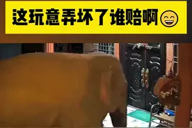 把大象放冰箱为什么分三步 #搞笑配音 #搞笑视频 #搞笑动物配音视频封面