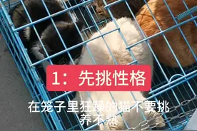 #狸花猫#抓老鼠 #怎么挑抓老鼠的猫#猫抓老鼠 ，怎么挑会抓老鼠的猫，第一集