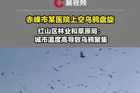赤峰市某医院上空乌鸦盘旋， 红山区林业和草原局：城市温度高导致乌鸦聚集