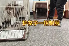 胆小敏感的#边牧 护笼子，只需一招快速制服#宠物训练 #宠物寄养视频封面