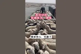 拉羊车全程记录3000公里新疆强风，卡车吹翻、，真是触目惊心 #拉羊车#新疆强风#一定要看到最后#货车司机视频封面
