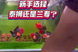 新手养金鱼选择泰狮还是兰寿？ #新手养鱼 #泰狮 #水族 #兰寿