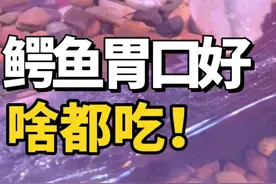 鳄鱼居然啥都吃？#鳄鱼 #鲁伟学长 #养鱼日记