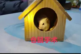 不会拍视频的宠物医院，就这样吧😆一只仓鼠的眼球脱出手术#兽医
